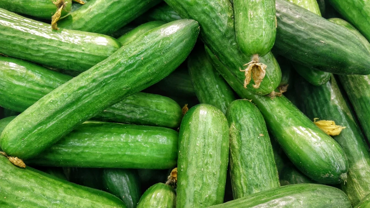 Fresh green crisp cucumbers sliced and whole, demonstrating high hydration and low caloric density