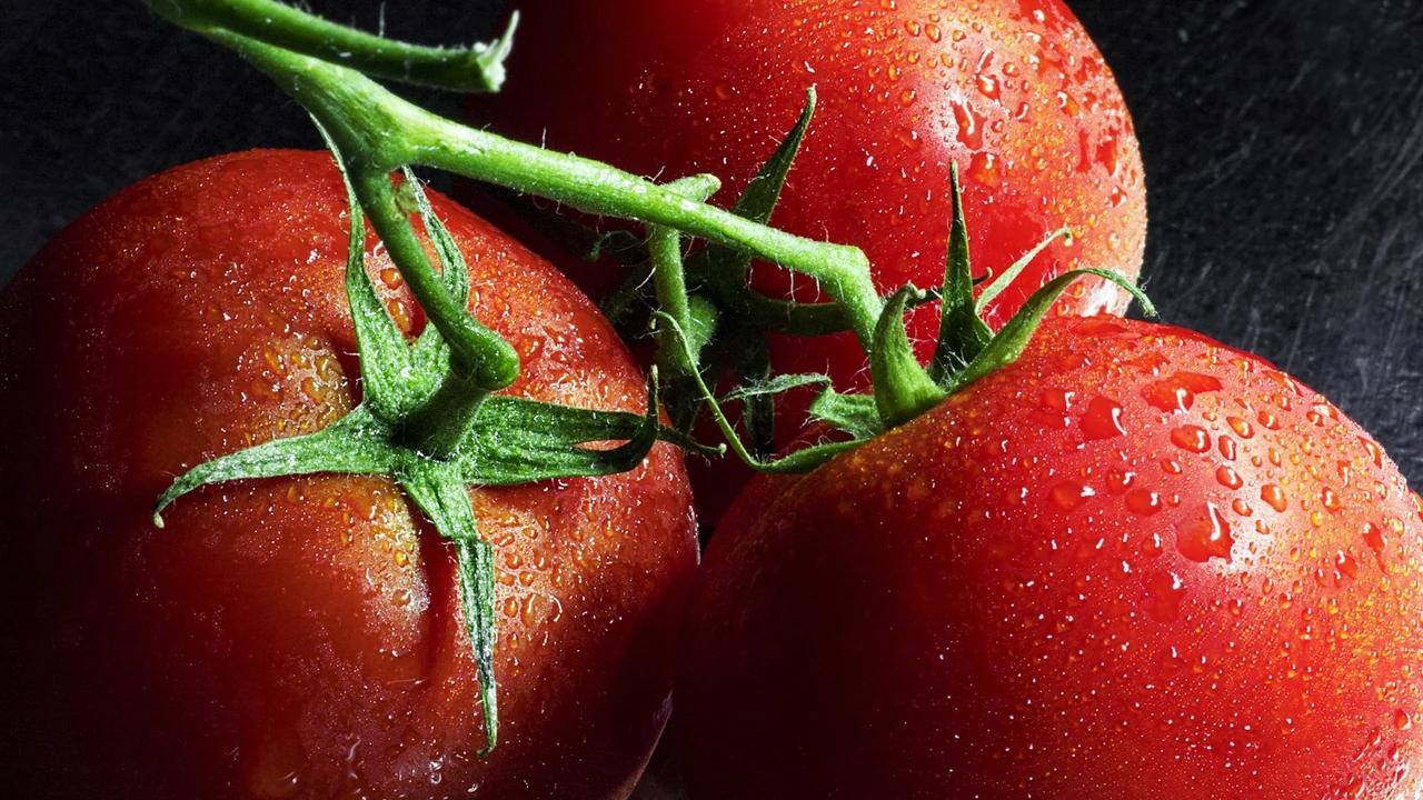 Bright red vine-ripened tomatoes and cherry tomatoes on rustic board providing vitamin C and lycopene